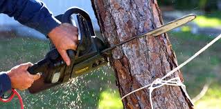 Best Storm Damage Tree Cleanup  in Covelo, CA