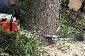 Best Tree Risk Assessment  in Covelo, CA