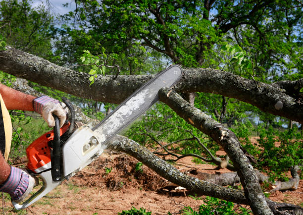 Best Arborist Consultation Services  in Covelo, CA